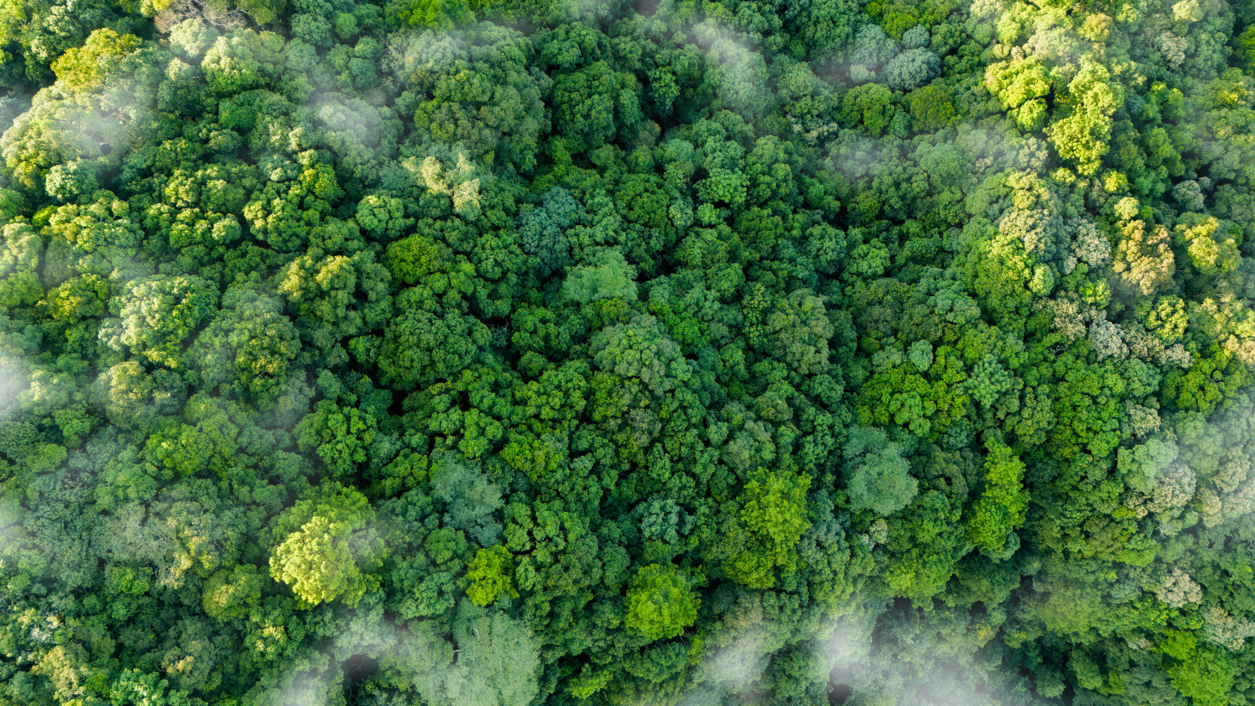 Green forest, bird's eye view of green trees in the forest. Natu